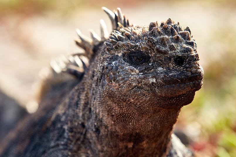 Marine iguanna. (© Andreas Krueger/UNESCO)