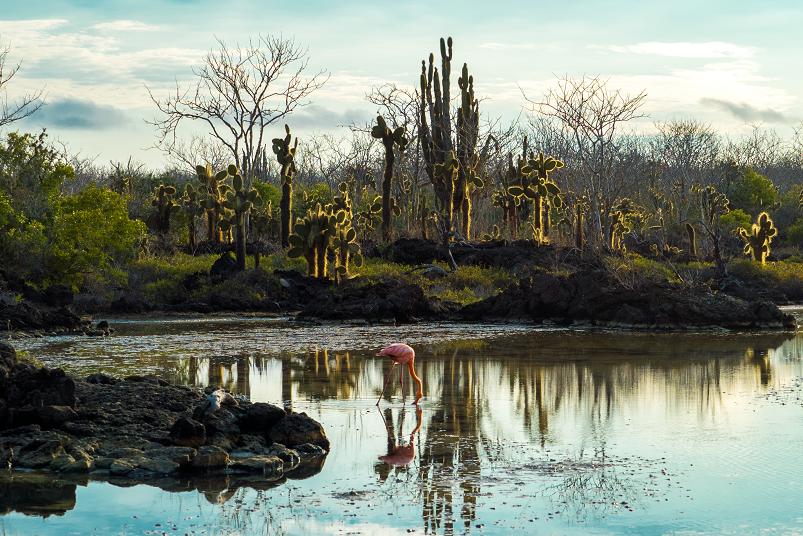 A flamingo feeding in the shallows. (© Daniel Correia/UNESCO)