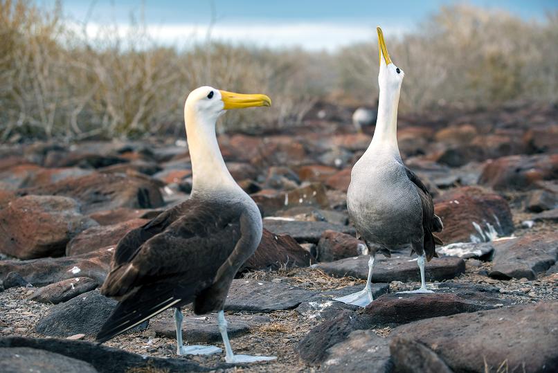 Waved Albatross on the island of Espanola displaying courtship behavior. (© Andreas Krueger/UNESCO)
