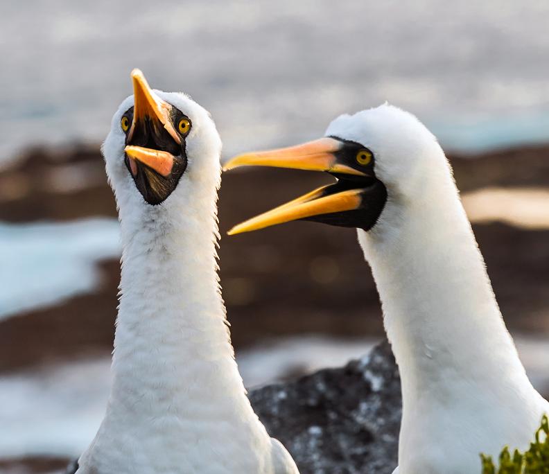 Nasca Boobies. (© Daniel Correia/UNESCO)