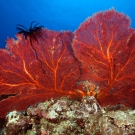 Red sea fans with black feather star