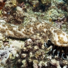 Blackspotted Sea Cucumber