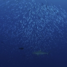 ellenbogen_palau_102