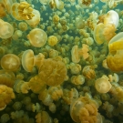 High density of Golden Jellyfish Mastigias cf. Papua etpisoni.