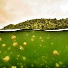 Snorkeling Palau's Jellyfish Lake.