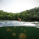 Tourists are allowed to snorkel in Jellyfish Lake, but no diving is allowed.