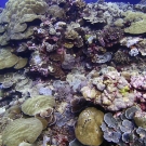 Peleliu, Palau: a coral lover's paradise.
