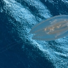 Ctenophore comb jelly swimming below the rain dappled surface.