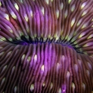 Fungia fungites mushroom coral abstract detail.