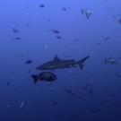 One of nearly 50 grey reef sharks seen at Palau's famous 