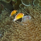 Pair of Pink Anemonefish (Amphiprion perideraion) in a large Leathery Sea Anemone (Heteractis crispa).