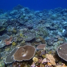 Palau's Western barrier reef