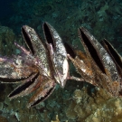 Group of Penguin's Wing Oysters (Pteria penguin) growing on branch of an old octocoral.