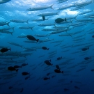 Schooling barracuda at 5 m in Ulong Channel, Palau
