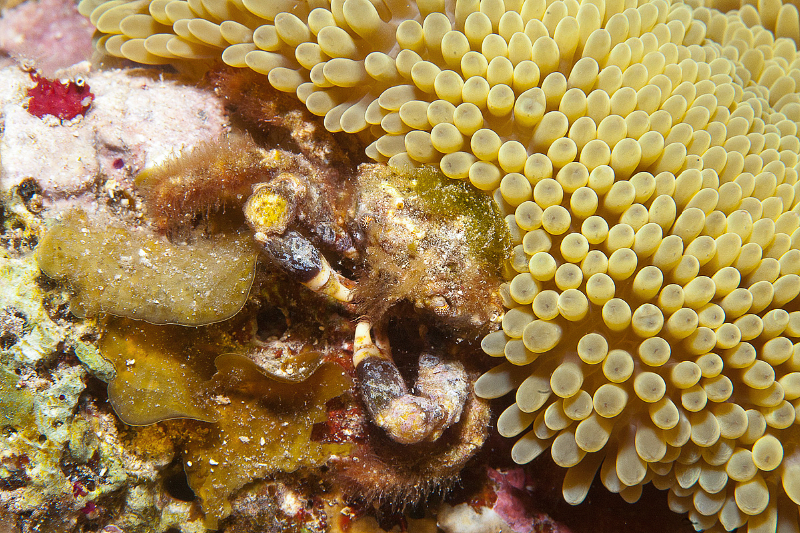 Rough Box Crab Archives - Living Oceans FoundationLiving Oceans Foundation