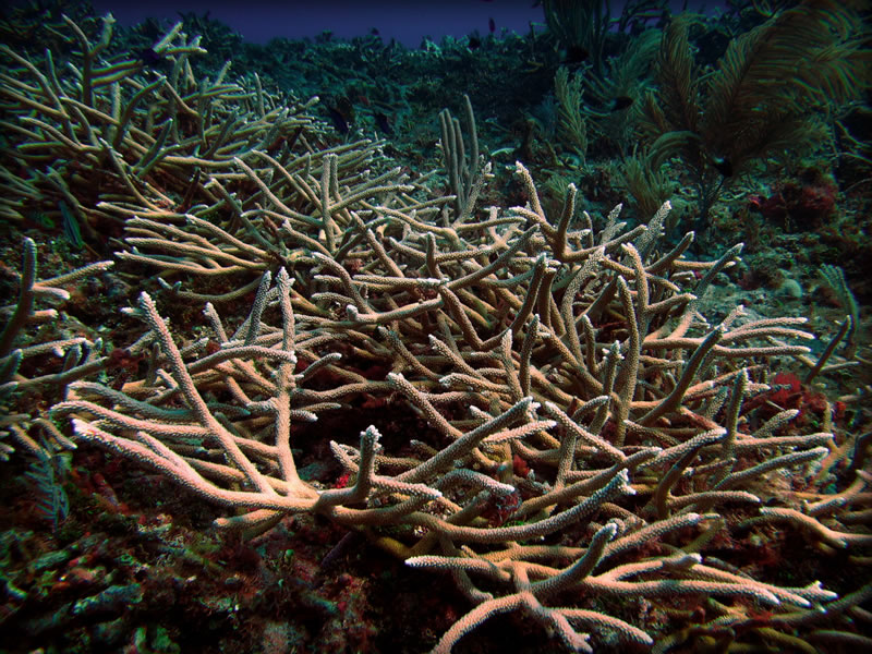 A thicket of healthy Acropora cervicornis (staghorn coral) coral blankets a reef within the new marine protected area on Jamaica\'s Pedro Bank.