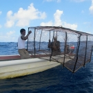 Jamaican fishermen release a large homemade Antillean Z  fish trap near a coral reef.