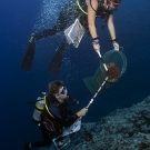 Andrew Bruckner and Alex Dempsey remove COTS during an outbreak.