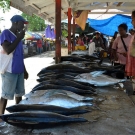 Fish market in the town of Gizo.