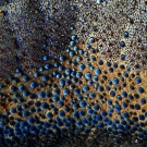 A macro view of cushion star (Culcita novaeguineae).