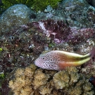 Freckled hawkfish (Paracirrhites forsteri) perched on coral.