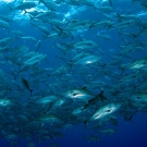 School of bigeye trly (Caranx sexfasciatus).