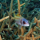 Spotfin squirrelfish (Neoniphon sammara) hanging out in staghorn coral.