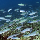 Mixed aggregation of three species of fusiliers.