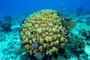 An "old-growth" Montastraea annularis coral surveyed during a dive on Hogsty Reef