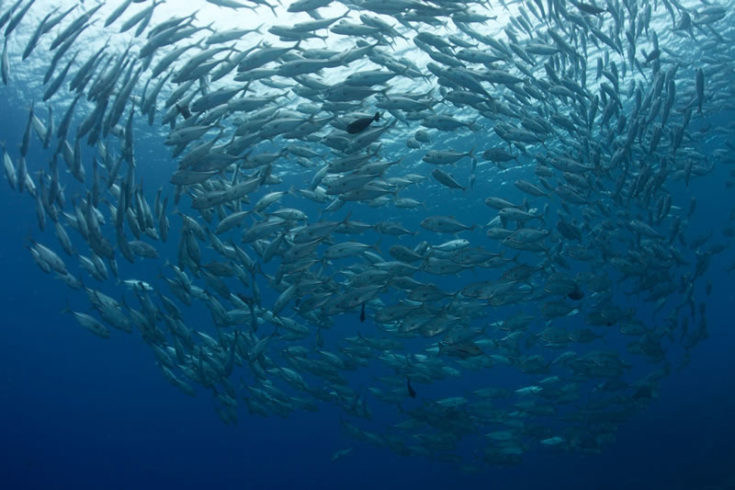 'School of Fish' by Keith Ellenbogen of iLCP