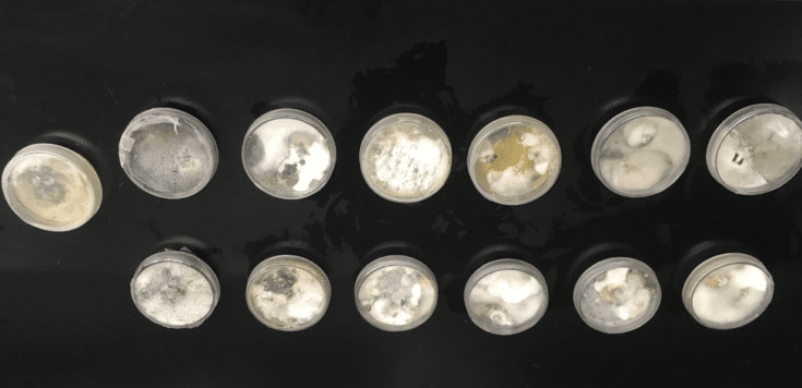 J.A.M.I.N. Mangrove Disease results 1