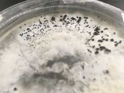 J.A.M.I.N. Mangrove Disease results 4