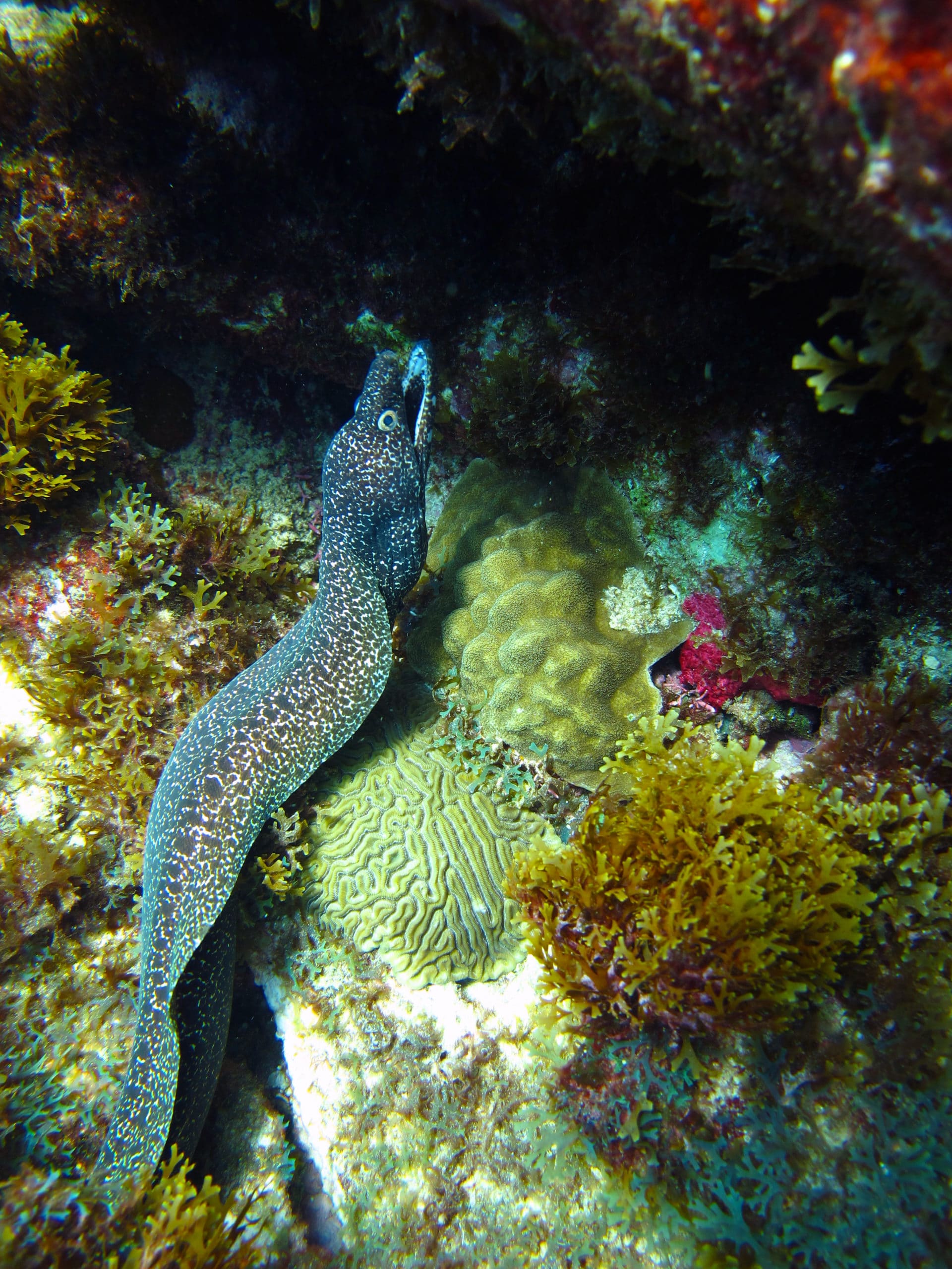 Spotted Moray Eel