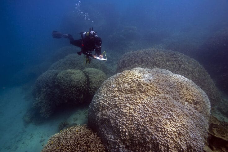 Large mounds of coral on the Great Barrier Reef