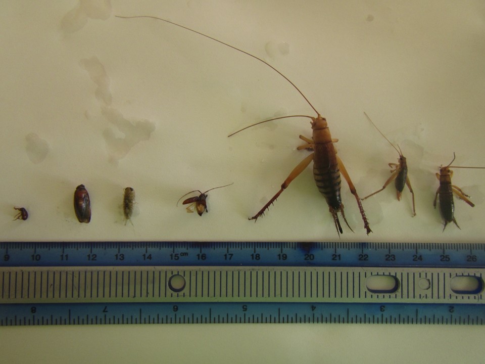 insects-with-ruler - Living Oceans FoundationLiving Oceans Foundation