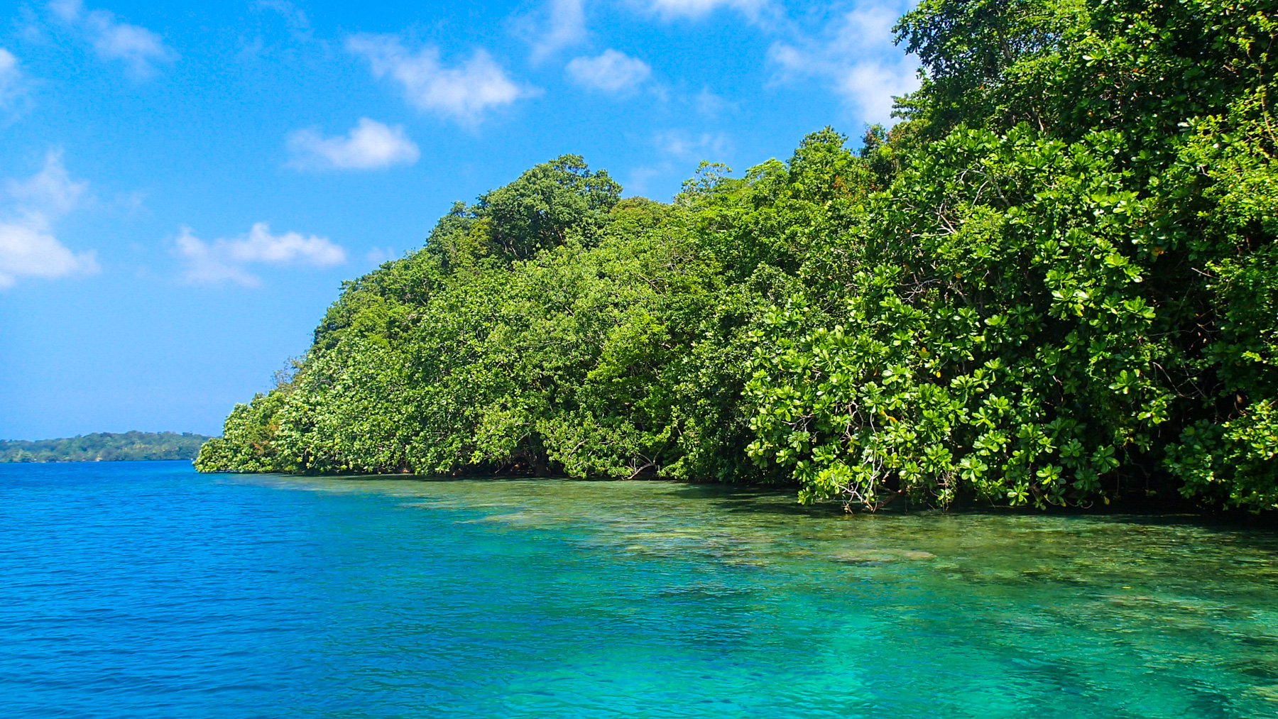 Mangroves in the Solomon Islands