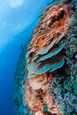 Healthy reef system with a variety of corals. (c) Michele Westmorland/iLCP