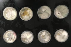 Fungus growing on agar growth plates