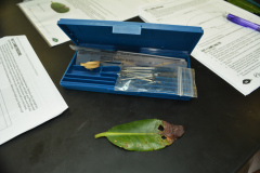 Mangrove leaf with sections removed for further study.